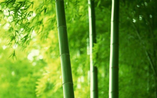 假如生活欺骗了自己 十二生肖会怎么做